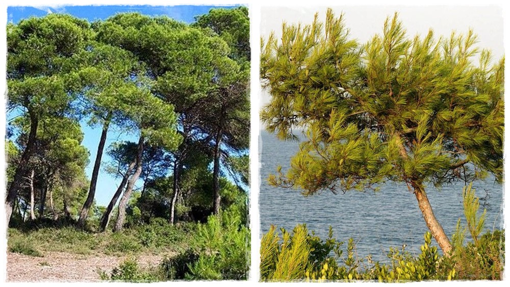 Aleppói, jeruzsálemi fenyő (Pinus halepensis)