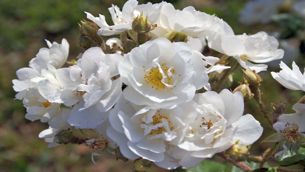Föníciai rózsa (Rosa phoenicea)