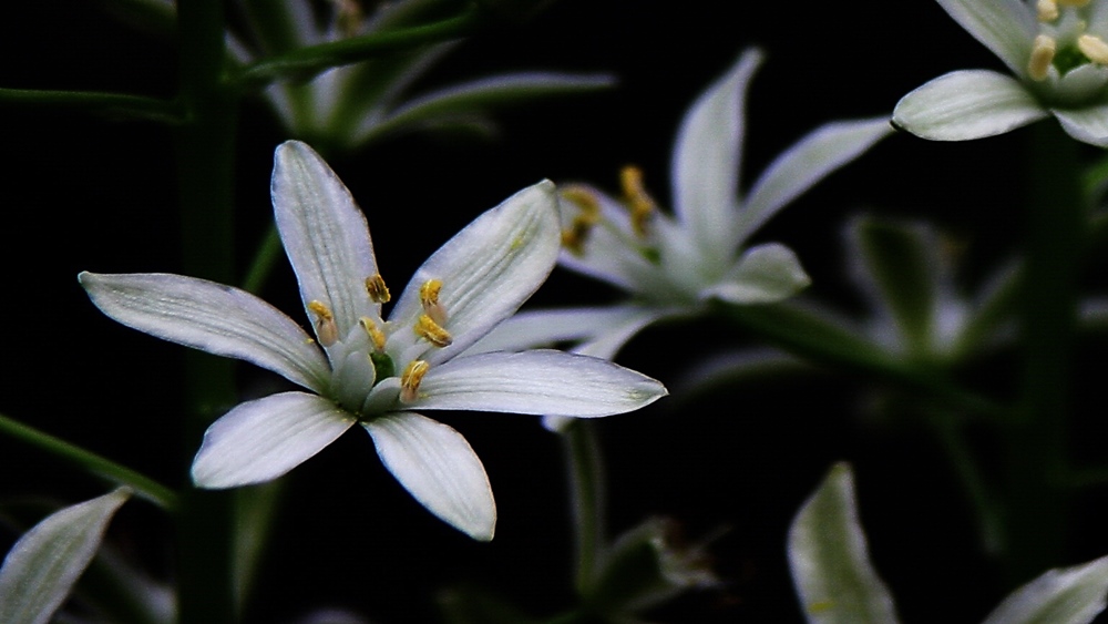 Déli madártej (Ornithogalum narbonense)
