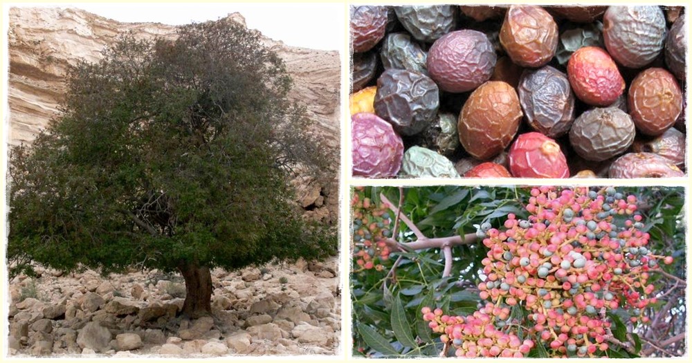 Atlanti pisztácia, atlanti terebintfa (pistacia atlantica)
