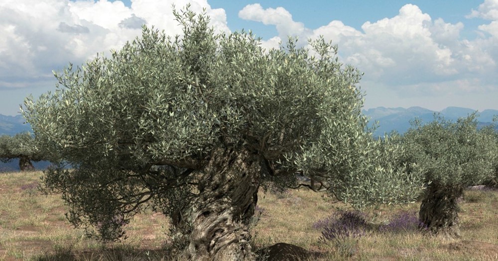Olajfa (Olea europaea)