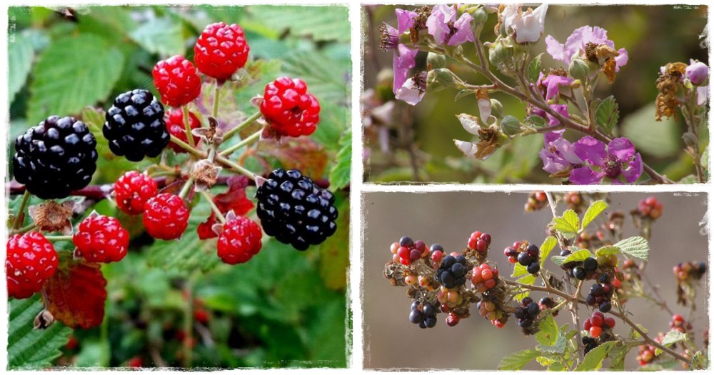 Vérvörös szeder (Rubus sanguineus)