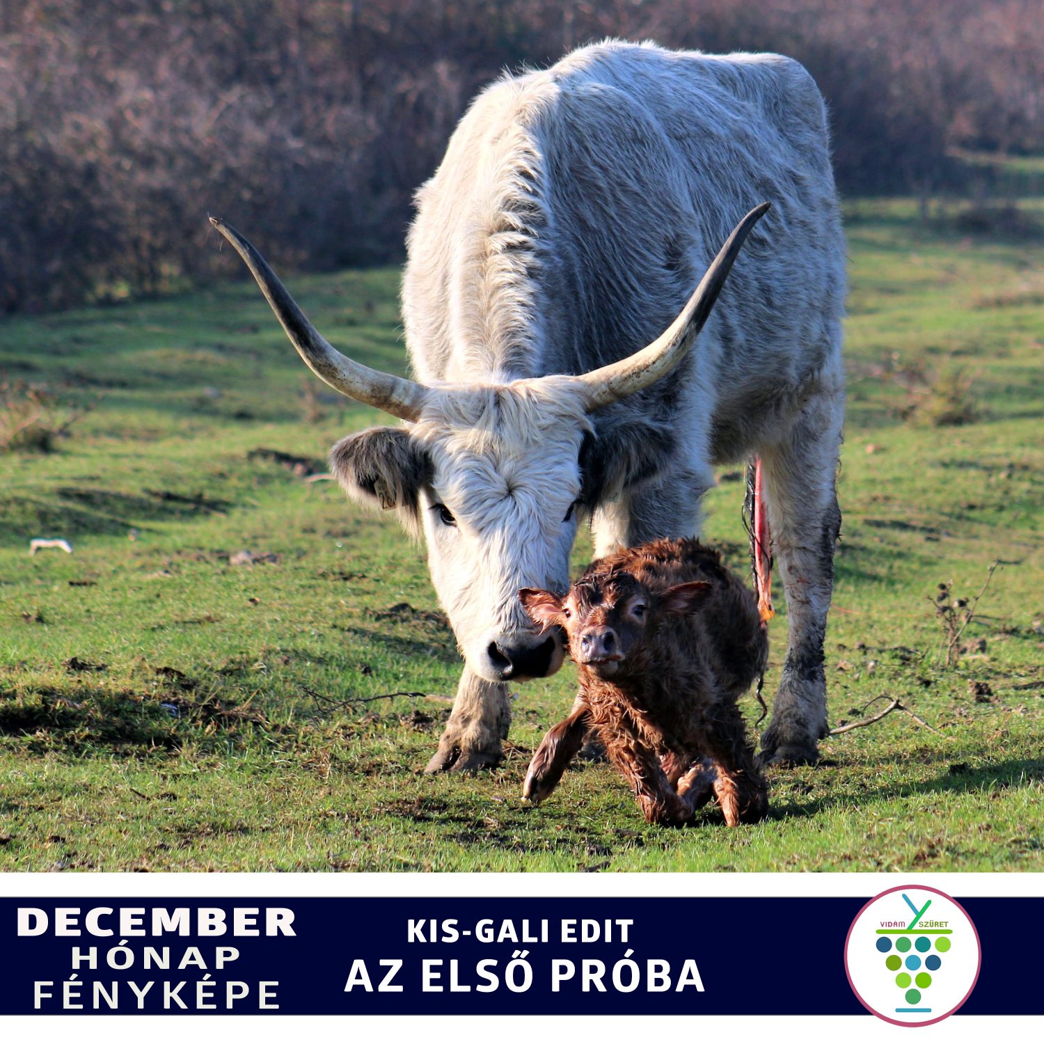 Olvasóink küldték | A hónap képe – December