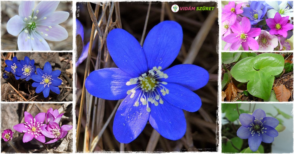 2020-ban a nemes májvirág (Hepatica nobilis) lett az év vadvirága!