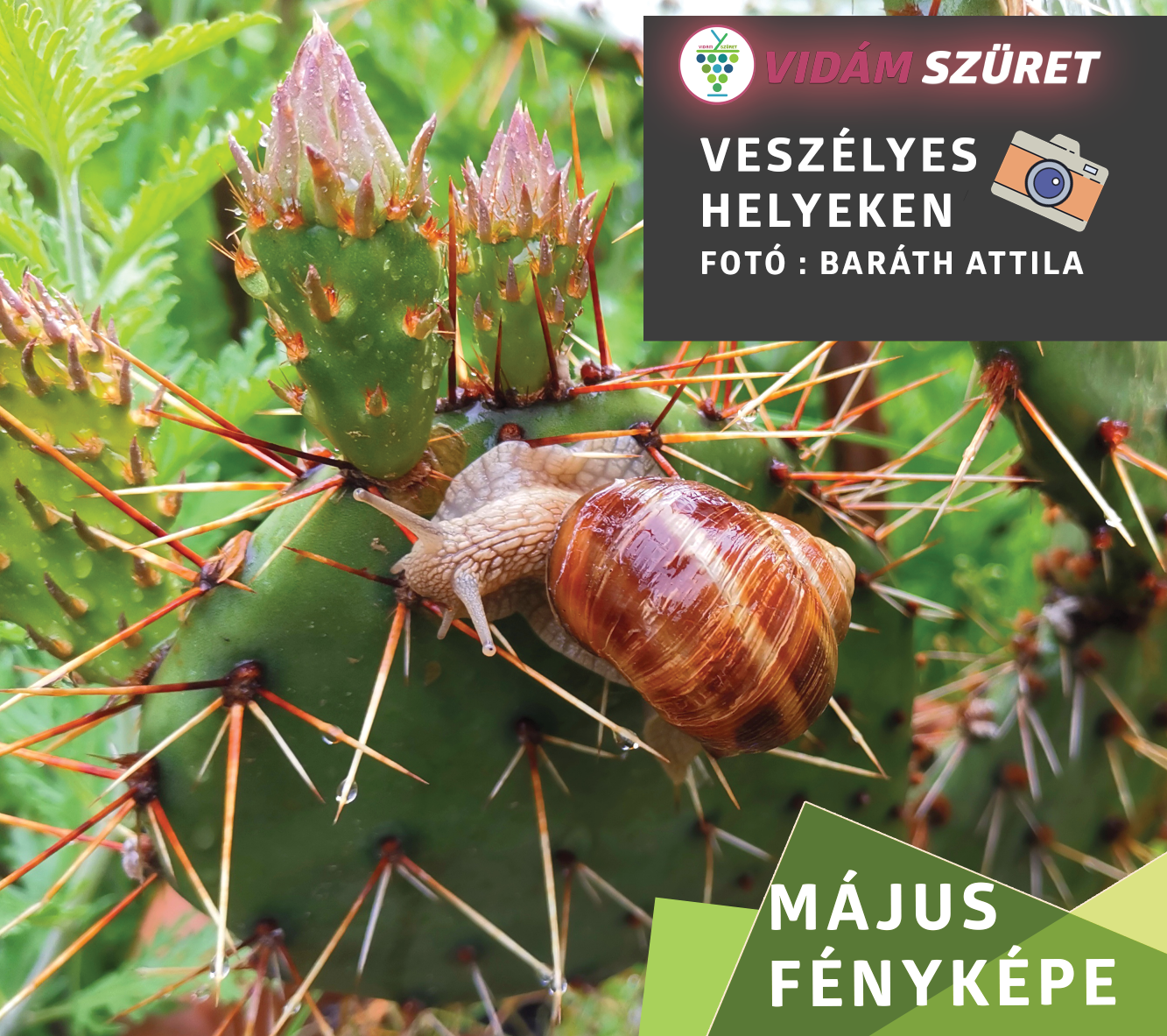 Olvasóink küldték | A hónap képe – Május