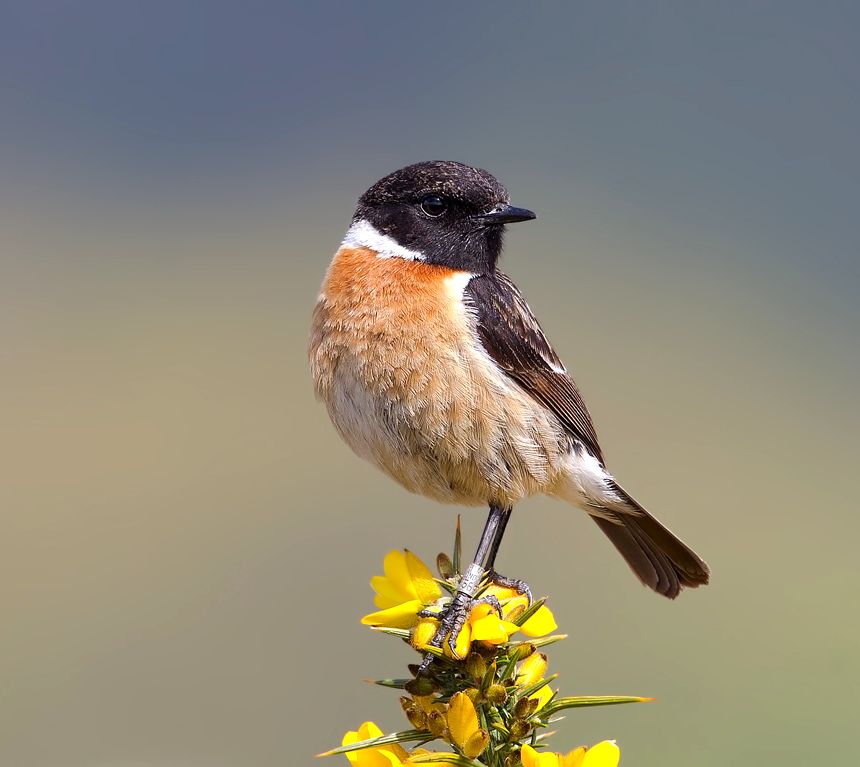 A cigánycsuk (saxicola rubicola) nyerte a 2021 év madara szavazást!