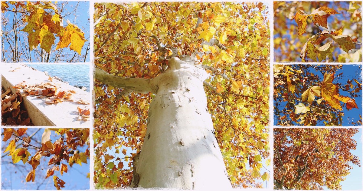 Platán, Keleti platán (Platanus orientalis)