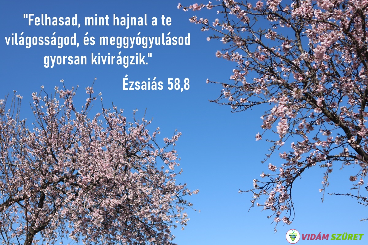 "Felhasad, mint hajnal a te világosságod, és meggyógyulásod gyorsan kivirágzik"