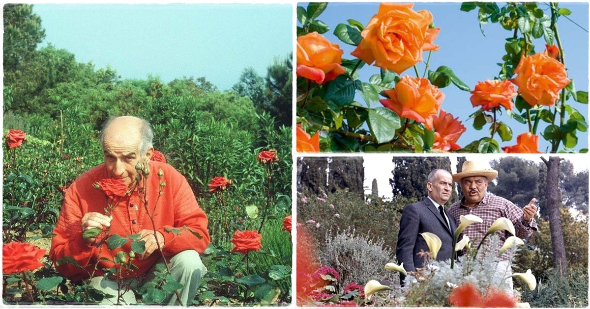 Louis de Funés és a rózsák