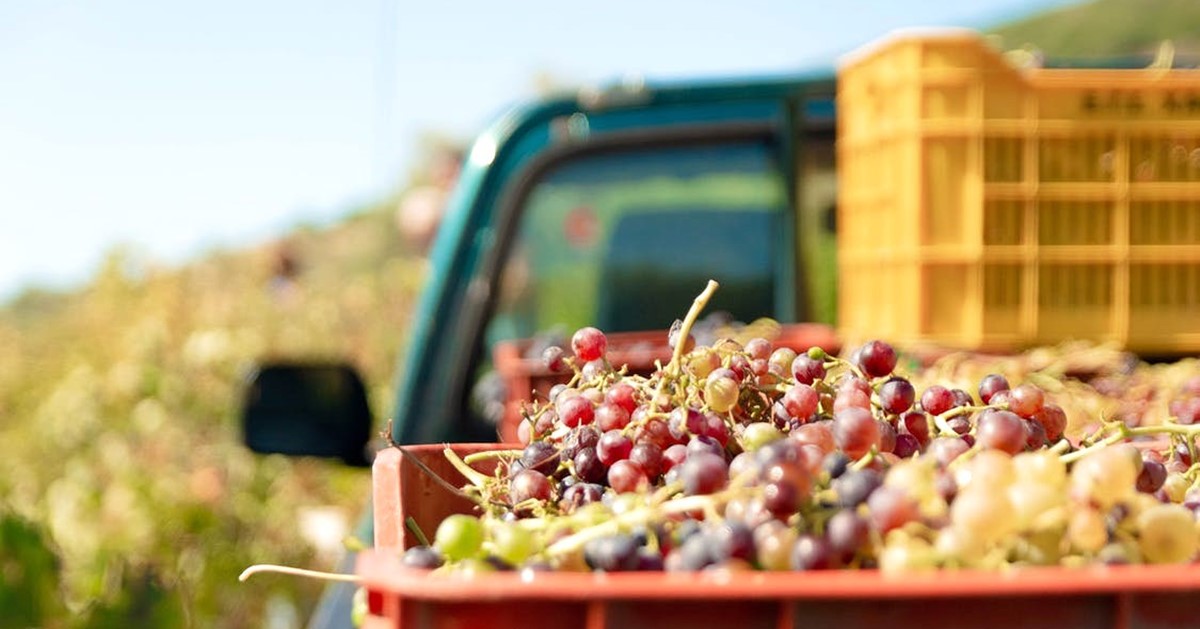 Mit tanít a kert? – Isten iskolája a természetben | Gondolatok növényekről, állatokról, természetről, életről és Istenről