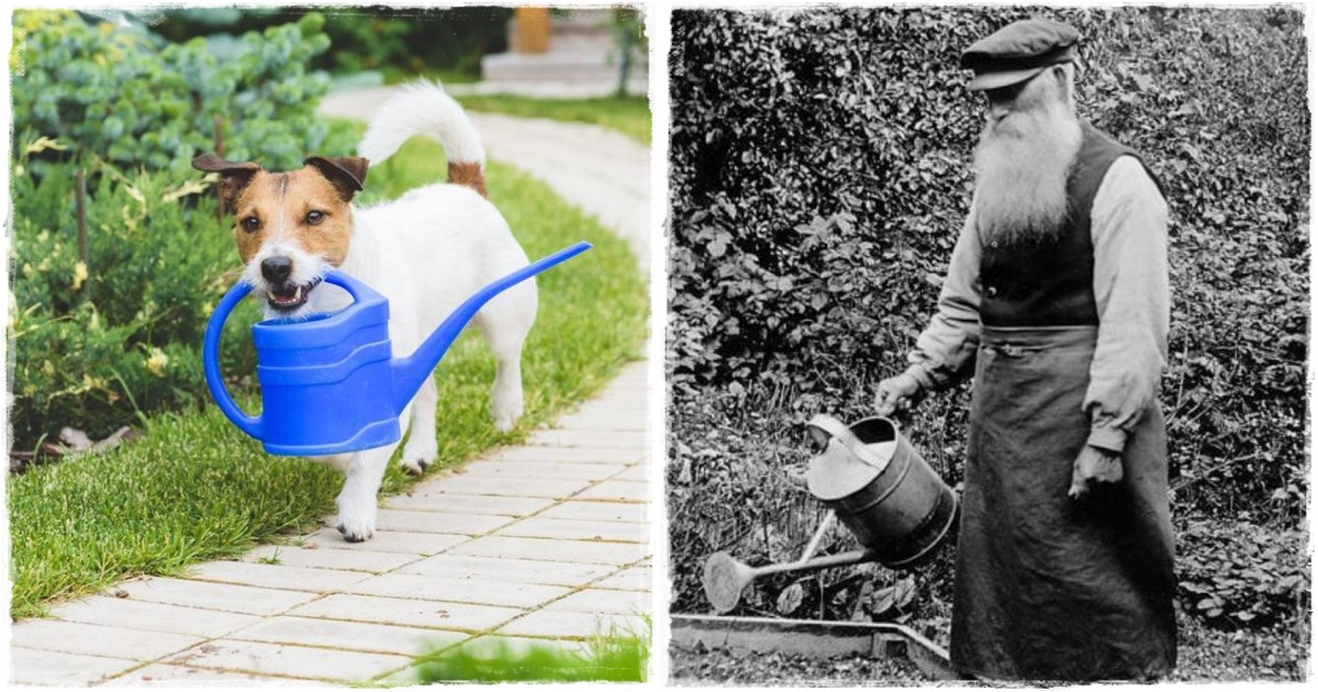 Egy öreg kertész tapasztalatai